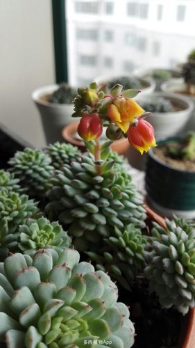 景天科                  小红衣的果实