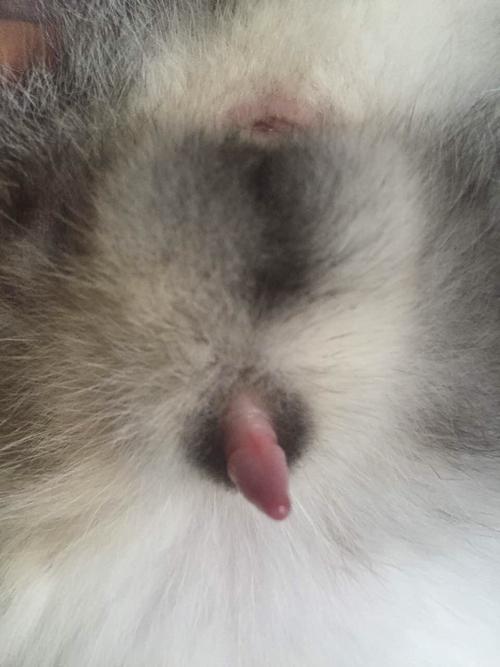 猫猫生殖器总是伸出来导致的问题