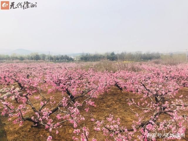 贾汪区督公湖景区的2万亩桃花盛开,贾汪区第十届督公湖桃花节盛大开幕