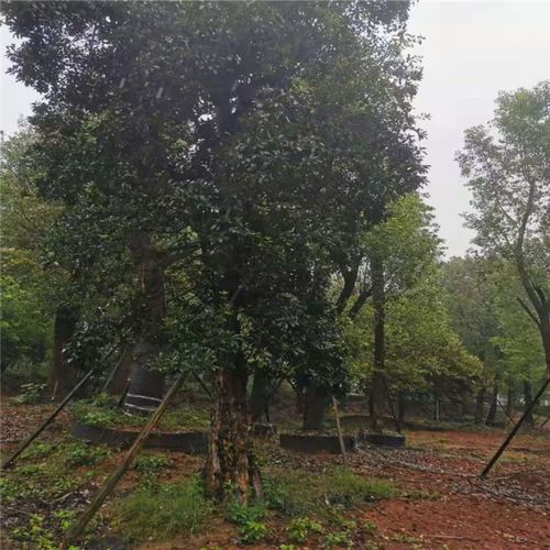 18公分椤木石楠树苗 大量供应椤木石楠小苗 椤木石楠树欢迎咨询 世纪