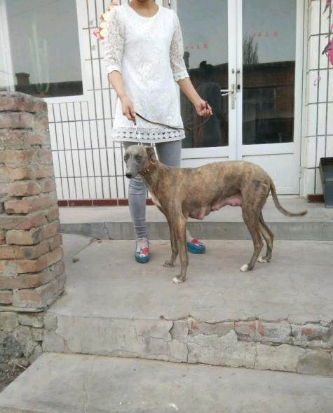 1个月的格力犬500元(公母均有)