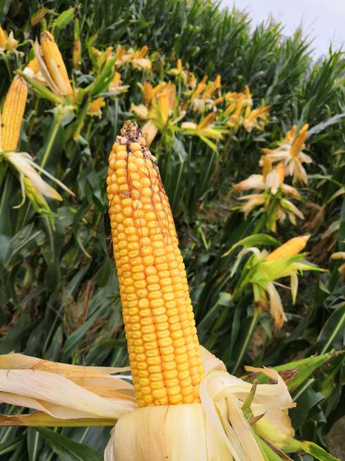 承德裕丰公司玉米观摩现场会在新泰荣峰国际大酒店隆重召开