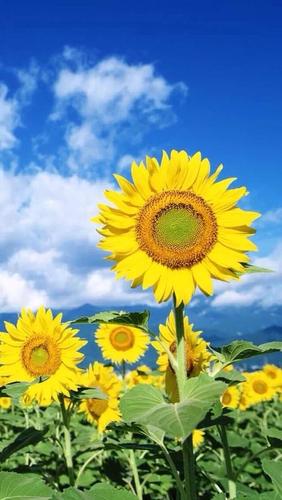 早安向日葵漫画图片