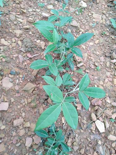 优质牛大力苗中叶牛大力苗