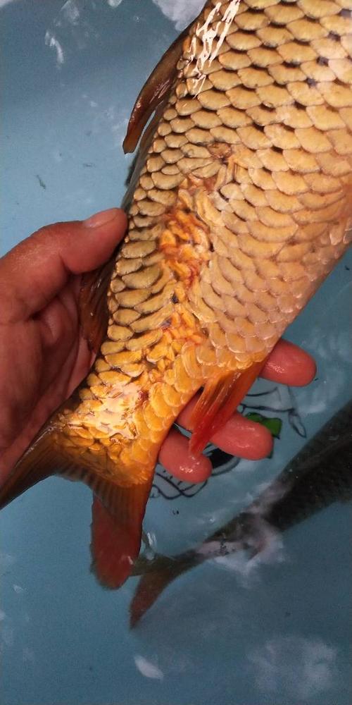 鲤鱼长有逆鳞