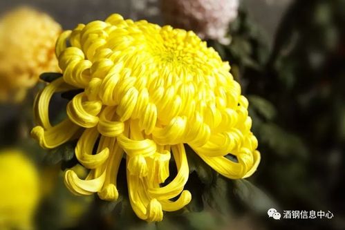 十月菊开