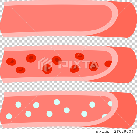 插图素材: 横截面 横断面 图解