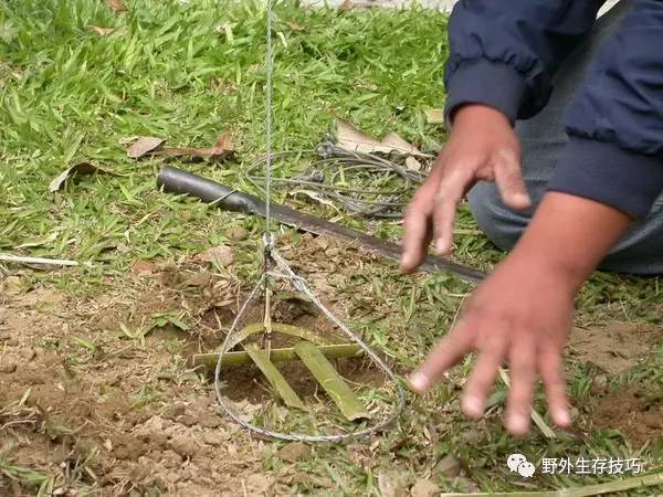 弯弓的竹竿(也可就地用长着的灌木,树枝之类)的长度要把野鸡吊起,让它