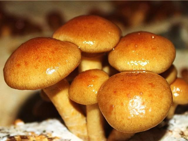 滑子菇又名滑菇,珍珠菇,属于珍稀品种,原产于日本.