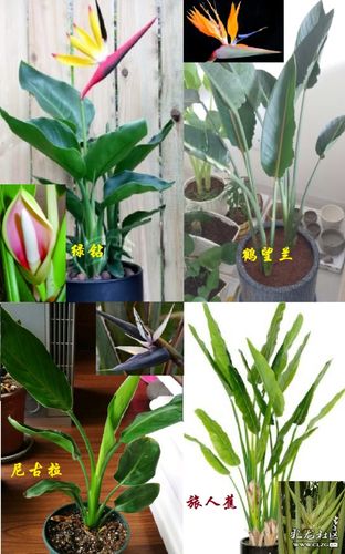 昆明市场经常有拿绿钻,金钻和旅人蕉插上塑料的鹤望兰花冒充鹤望兰