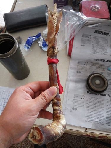 老爸买了个虎鞭,据说是缅甸寄过来的,不知道是不是真的,10钱一克