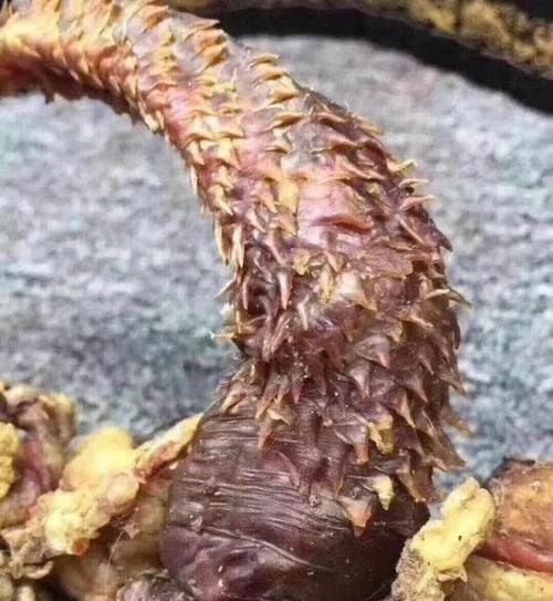 百兽之王老虎舌头长有倒刺,锋利似钢钉,但没想虎鞭也有!