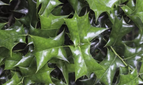 枸骨:这个"猫儿"带点刺