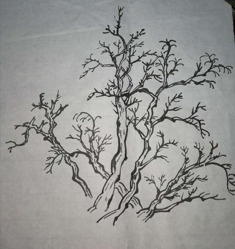山水画基本练习一一画树,岩石