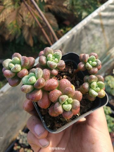 自养多肉,状态不错,35包邮.微信17630708187