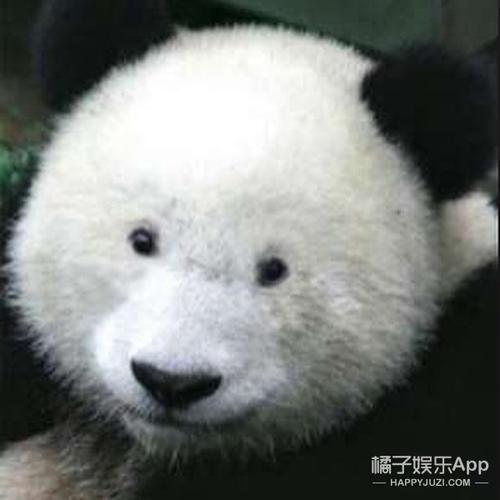 wtf | 每回看到雎晓雯,都觉得自己的小眼睛大奔儿头还