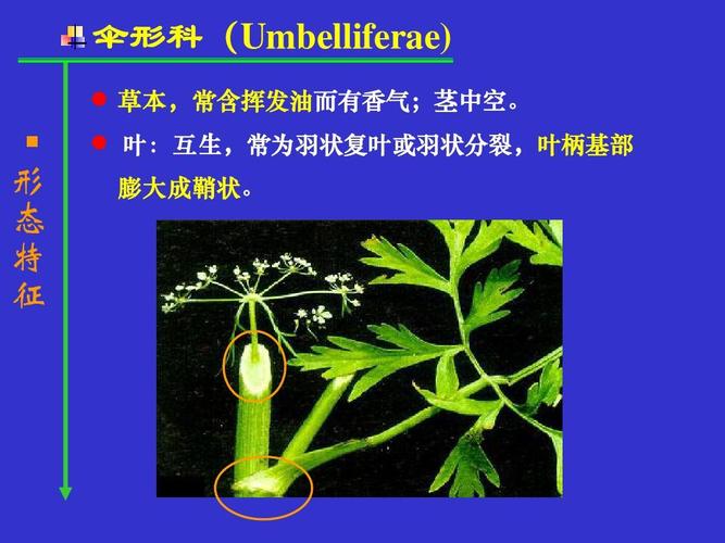 叶:互生,常为羽状复叶或羽状分裂,叶柄基部 膨大成鞘状.