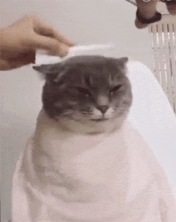 动物世界       主人给胖猫理发      它全程一动不动      这表情让