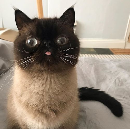 猫咪喜欢吐舌头扮鬼脸,这个奇怪的小习惯也让它成为网