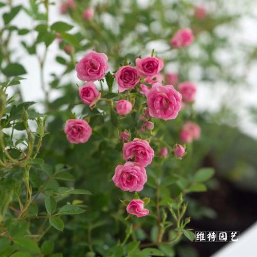 日月 超微新品微月花朵小多头 迷你盆栽四季开花 阳台月季花苗