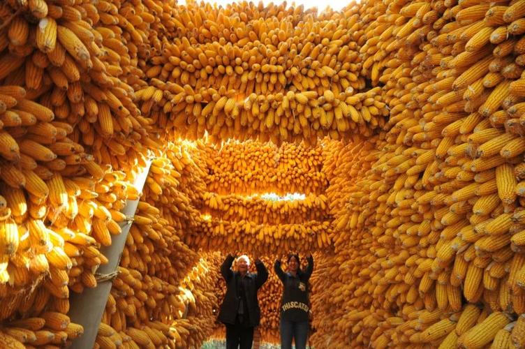 农业农村部批复200个全国农业社会化服务创新试点单位