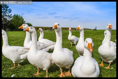 一群白鹅家禽图片高清