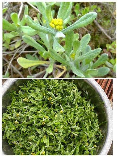 清明草,又称佛耳草,是一种中药材,具有清热解毒,祛痰止咳的功效