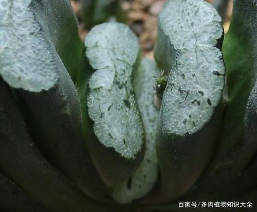 多肉玩家的精品十二卷,跟我一起来看看吧