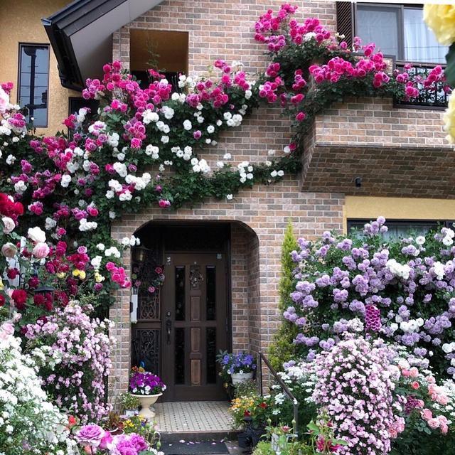 kawata的月季花园,美的让人窒息!