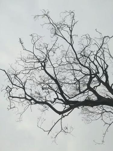 万物凋零,唯心不死