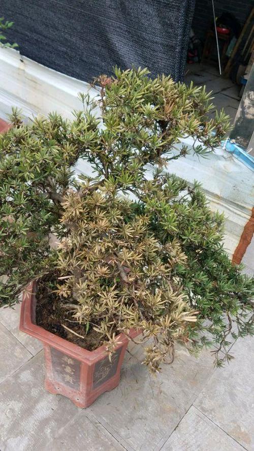 罗汉松叶片发黄,焦枯,3招教您1个月还魂,半年内恢复原