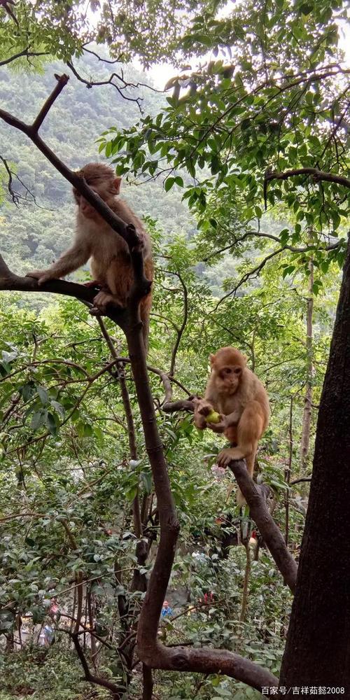 黔灵山公园的猴子