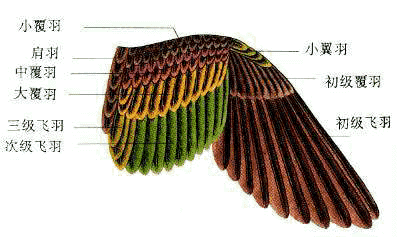 鸟类学基础知识鸟类的翅形