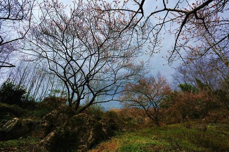 大坪山千亩梅林醉游人