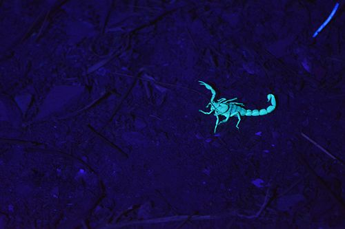 大功率紫光灯捕蝎子专用强光头灯夜钓灯蓝光钓鱼灯超亮充电头戴