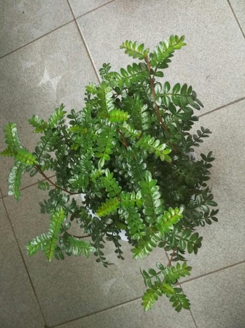 我家的清香木怎么没有香味呢?_百度知道