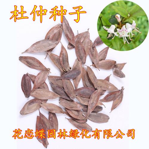 药材种子 新采杜仲种子 精选优质杜仲树种子 杜仲苗木 可作绿化树