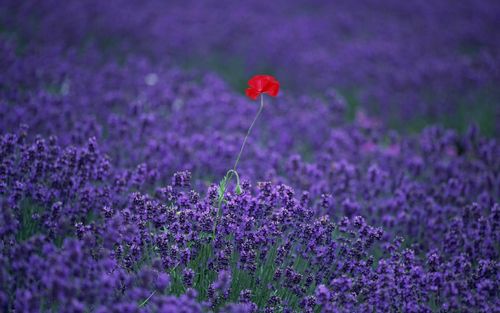 薰衣草花语桌面壁纸(13/17)
