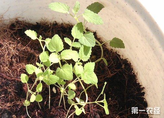猫薄荷种子怎么种猫薄荷怎么种