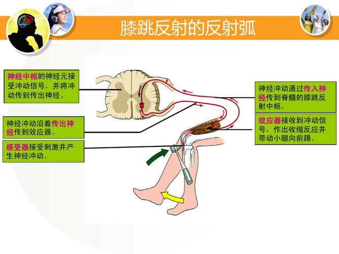 膝跳反射的反射弧 神经中枢的神经元接 受冲动信号,并将冲 动传到传出