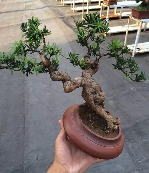 中国人大都爱罗汉松,图解罗汉松盆景制作,看一眼你也会爱上