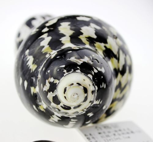 厂家直批 纯天然海螺贝壳批发 贝壳工艺品批发 收藏螺 黑金刚蝾螺