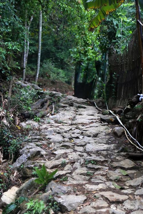 瑞广号2018茶山行第八站丨落水洞—滴水穿石穿,落水有