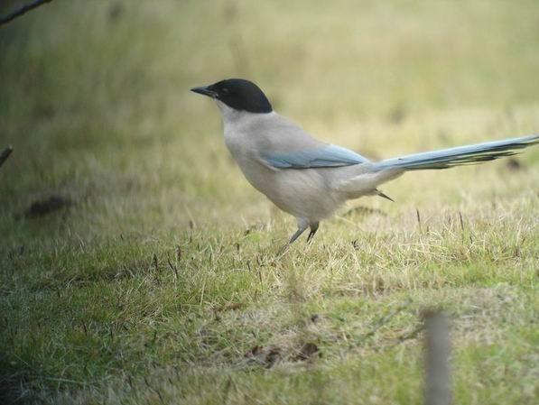 问下这种头顶黑的鸟是什么鸟?叫什么?