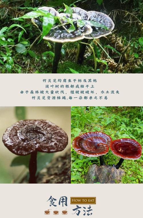 竹灵芝紫灵芝整支椴木灵芝煲汤泡酒500g 竹灵芝可打粉