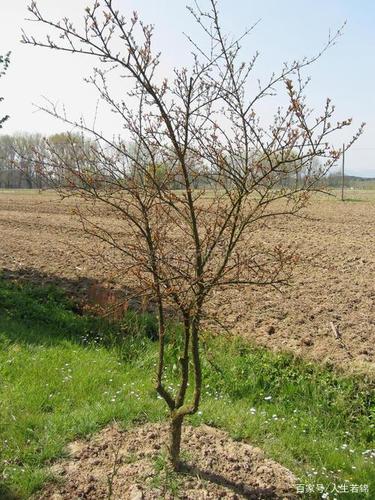 春天发芽的石榴树