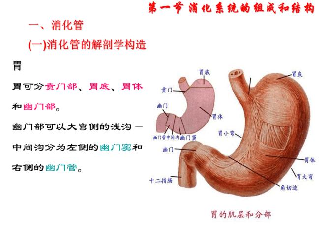 胃结构及其功能