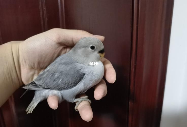 出:墨闪_鹦鹉_牡丹_手养牡丹鹦鹉_宠物_宠物其他