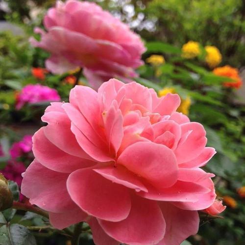 中老年头像大全女人微信头像花朵唯美图片