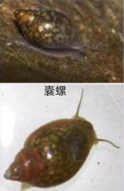 囊螺,physaacuta,贝类动物,软体动物门,腹足纲,基眼目,囊螺科